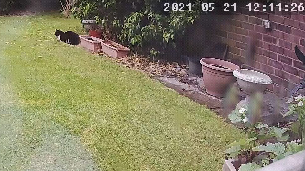 Cat outside in rain.