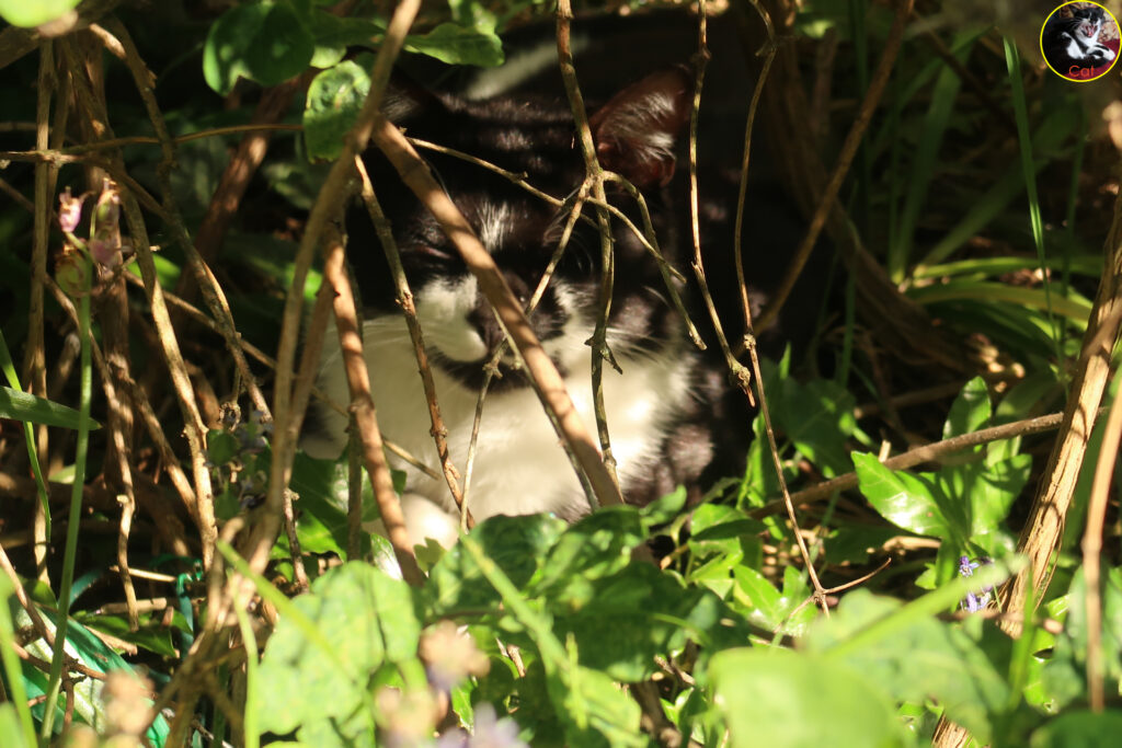 cat under bush.