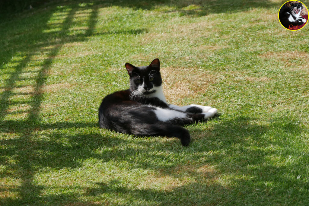 Cat lying on the lawn.